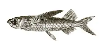 Vliegende vissen kunnen met hun grote borstvinnen korte duikvluchten maken