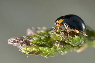 Zwart lieveheersbeestje