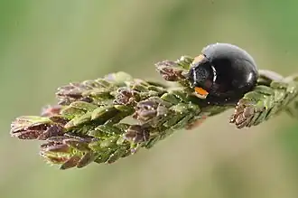 Zwart lieveheersbeestje