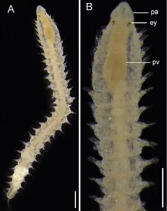 Exogone (Exogone) breviantennata
