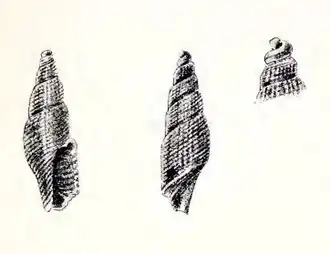 Exomilus telescopialis