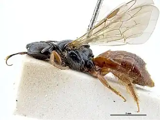 Exoneura asimillima