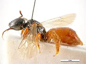 Exoneura hamulata