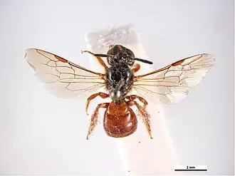 Exoneura laeta