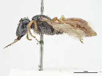 Exoneura nigrescens
