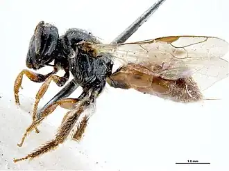 Exoneura obliterata