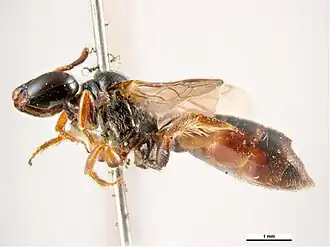 Exoneura obscura