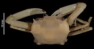 Exopheticus insignis