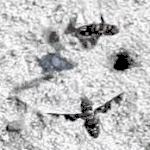 Exoprosopa capucina schiet een ei