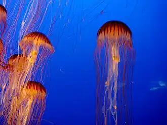 Kompaskwal (Chrysaora hysoscella)