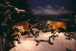 Biogeografische afdeling