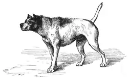 "Een hond die een andere hond op een agressieve manier benadert."