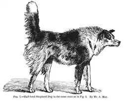 Herdershond-kruising.