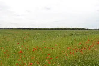 Extensief beheerde, bloemrijke graslanden in het Havelländisches Luch.