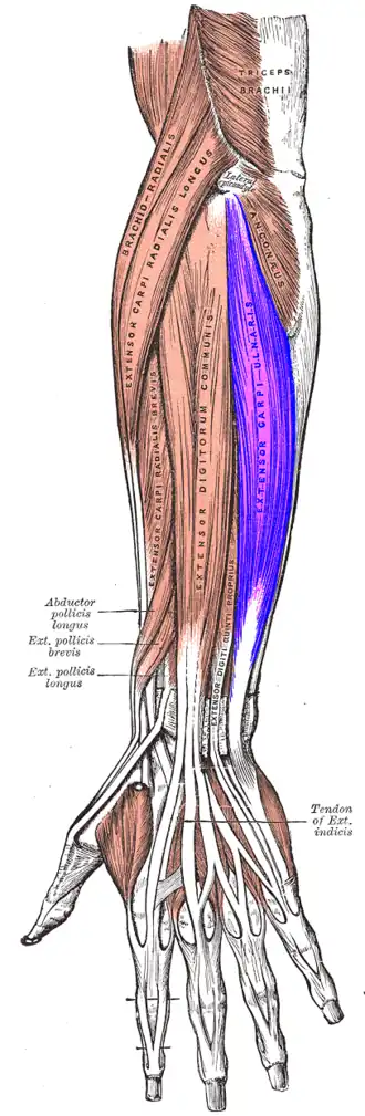 Dorsaal aanzicht van de linker onderarm, met de musculus extensor carpi ulnaris aan de mediale zijde, hier rechts midden in het plaatje