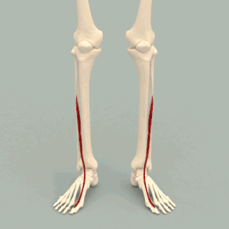Musculus extensor hallucis longus