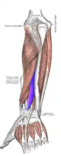 Musculus extensor pollicis longus