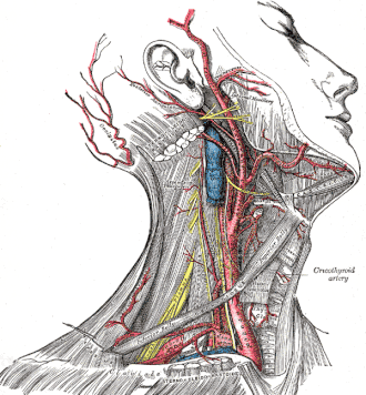 arteria carotis externa