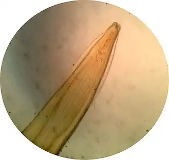 Cervicale alae bij de hondenspoelworm (Toxocara canis)