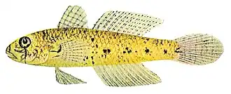 Gnatholepis anjerensis