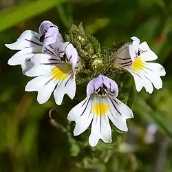 Ogentroost (Euphrasia sp.)