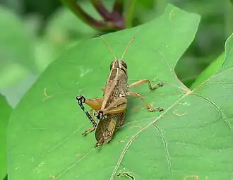 Eyprepocnemis plorans