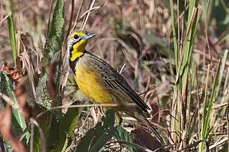 Fülleborns langklauw