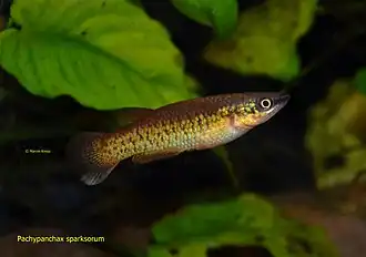 Pachypanchax sparksorum