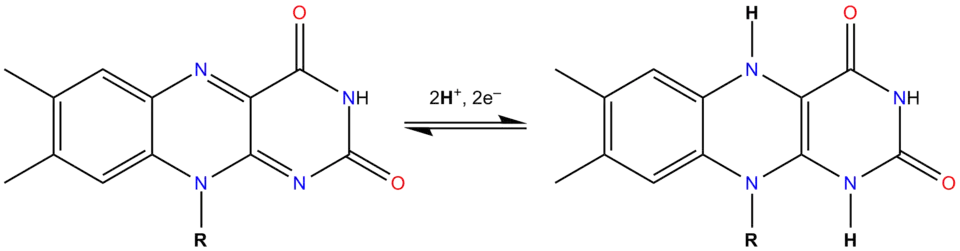 Chemisch evenwicht tussen de geoxideerde vorm (links) en de gereduceerde vorm (rechts)