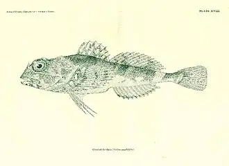 Porocottus quadrifilis