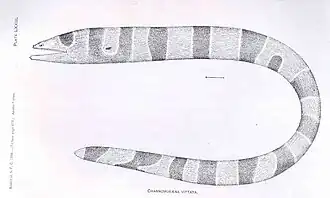 Channomuraena vittata