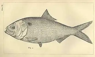 Brevoortia pectinata