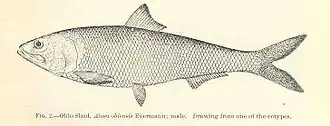 Alosa alabamae