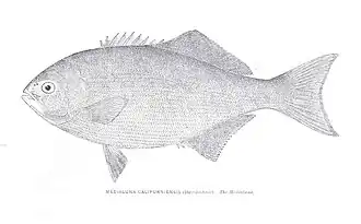 Medialuna californiensis