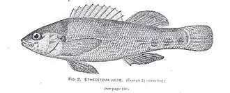 Etheostoma juliae