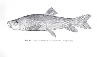 Chasmistes liorus liorus