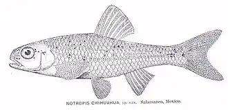 Notropis chihuahua