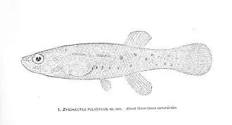 Fundulus pulvereus