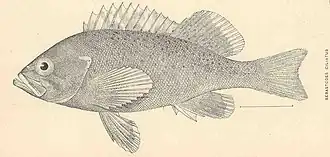 Sebastes ciliatus