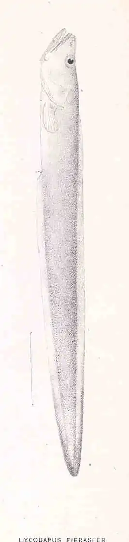 Lycodapus fierasfer