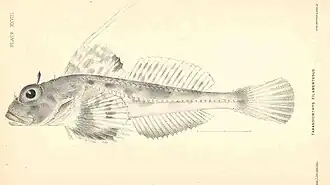 Icelinus filamentosus