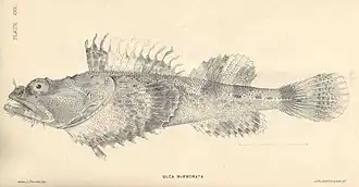 Hemitripterus bolini
