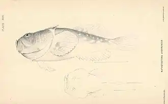 Kathetostoma averruncus