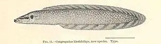 Congrogadus hierichthys