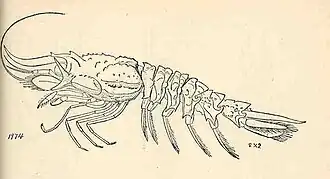 Glyphocrangon longirostris