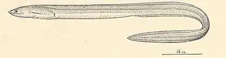 Muraenichthys thompsoni