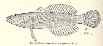 Cottus asperrimus