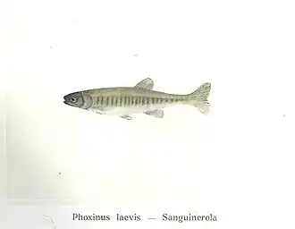 Phoxinus ujmonensis