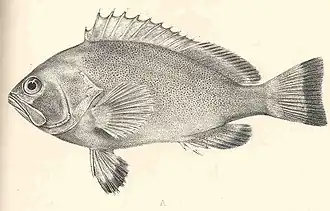 Epinephelus irroratus
