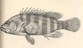 Cephalopholis nigri